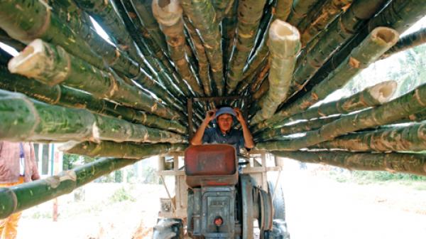 mua cây tre tại quảng nam